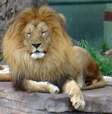 http://www.demochoice.org/img/zoo/lion.jpg