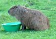 capybara