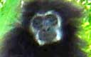 gibbon photo