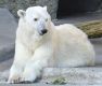 polar bear